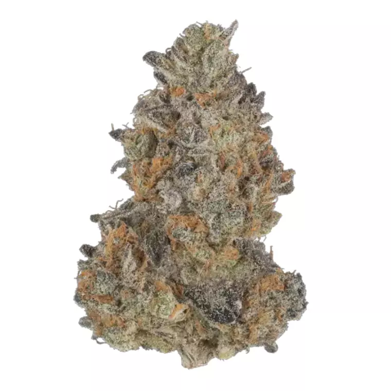 Apollo 24/1 RKS – Produktbild des Anbieters Bloomwell