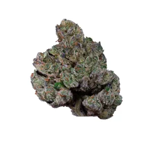 AMICI 22/1 FTY – Produktbild des Anbieters Bloomwell