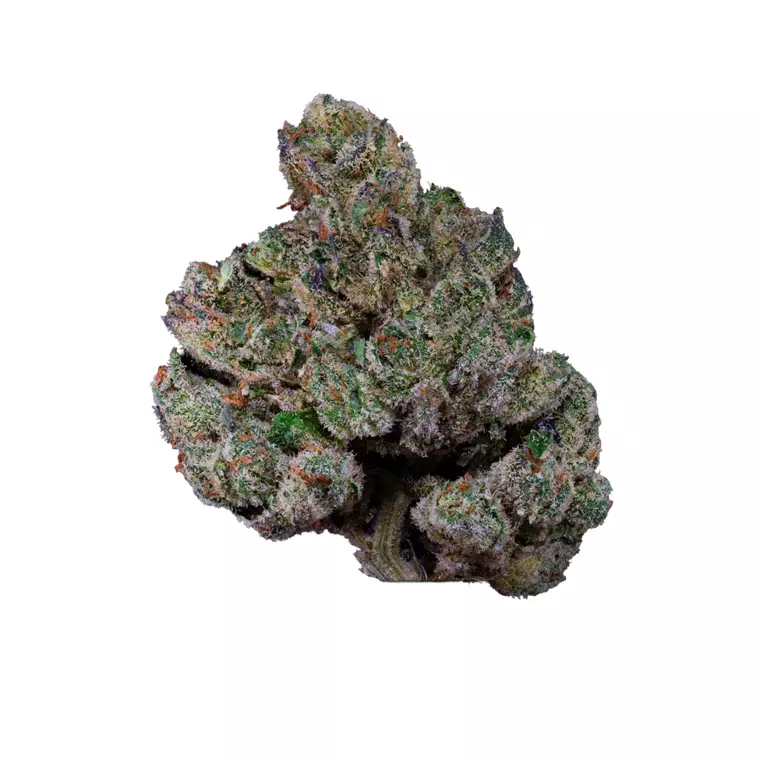 AMICI 22/1 FTY – Produktbild des Anbieters Bloomwell