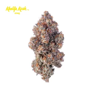 Avaay Khalifa 28/1 KM – Produktbild des Anbieters Bloomwell