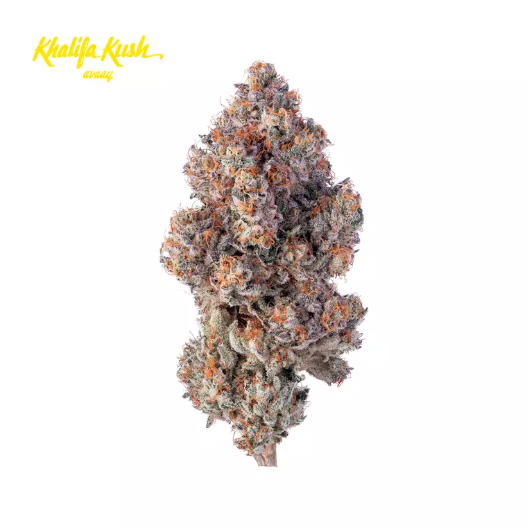Avaay Khalifa 28/1 KM – Produktbild des Anbieters Bloomwell