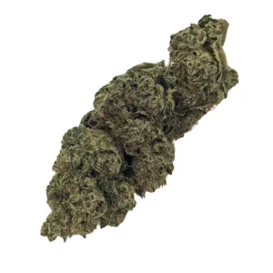 Canify 28/1 CSF Ku. – Produktbild des Anbieters Bloomwell