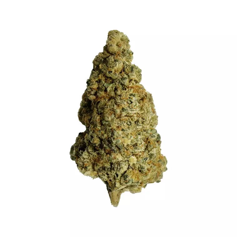 ZOIKS 22/1 BB – Produktbild des Anbieters Bloomwell