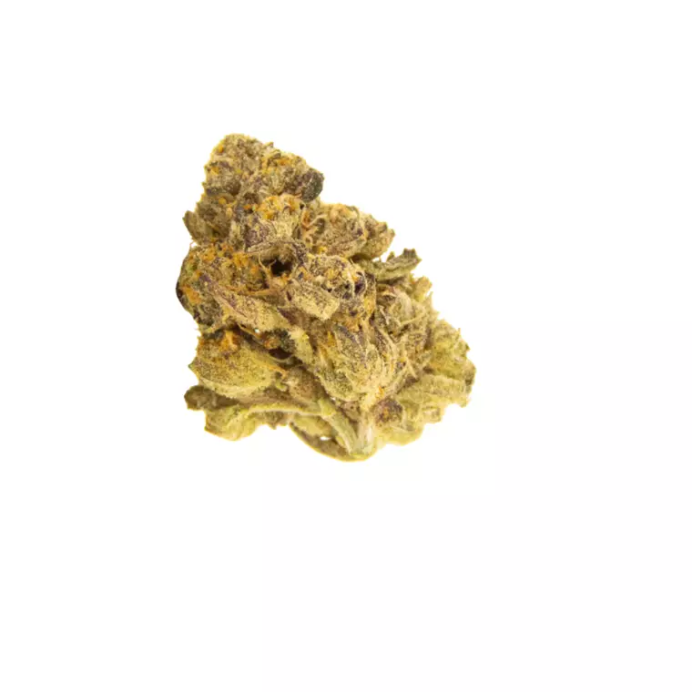 Amici 22/1 PMA – Produktbild des Anbieters Bloomwell