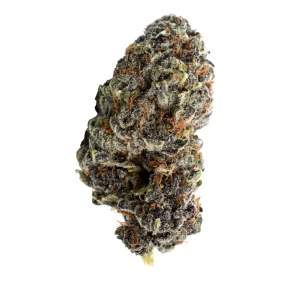 N!CE 26/1 GP – Produktbild des Anbieters Bloomwell