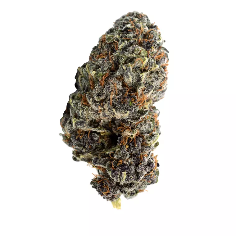 N!CE 26/1 GP – Produktbild des Anbieters Bloomwell
