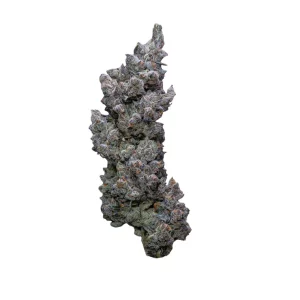 30/1 IUVO SQ – Produktbild des Anbieters Bloomwell