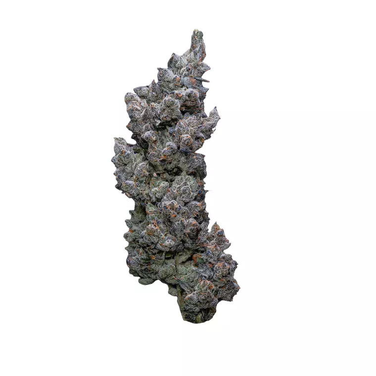 30/1 IUVO SQ – Produktbild des Anbieters Bloomwell