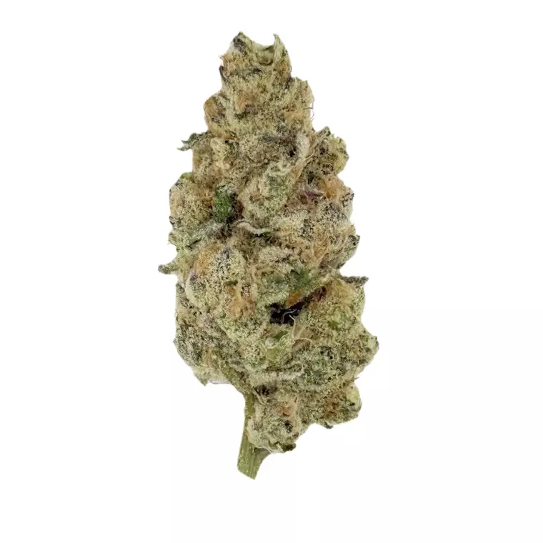 NICE 32/1 MS – Produktbild des Anbieters Bloomwell