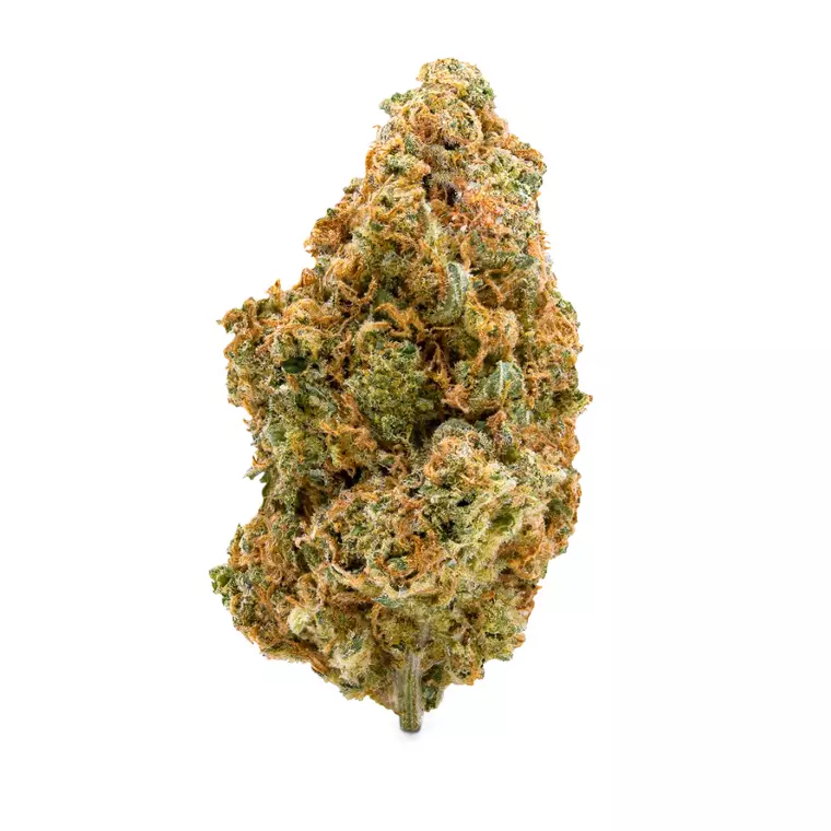 Amici 33/1 STD – Produktbild des Anbieters Bloomwell