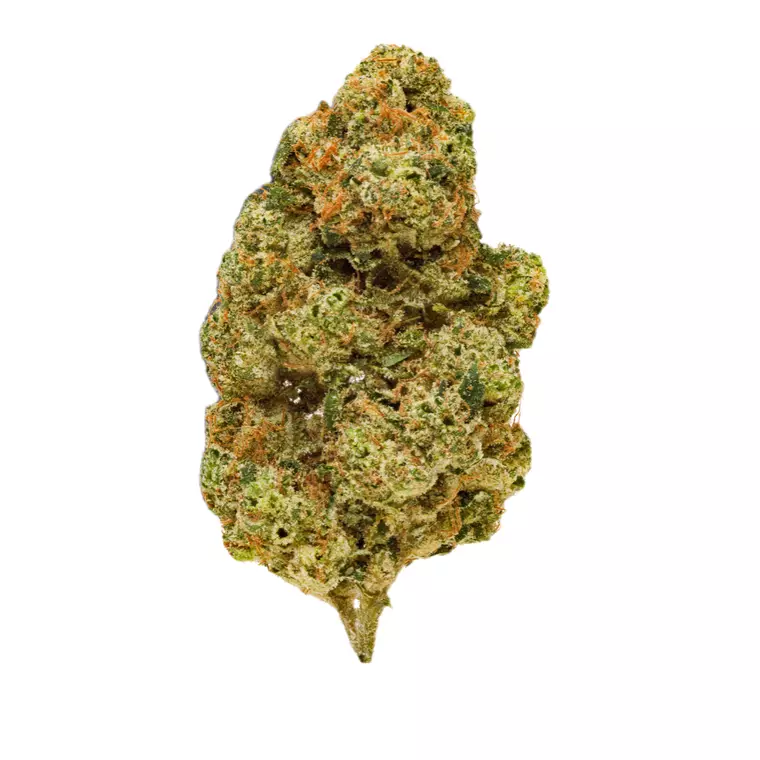Pedanios 26/1 EHD CA – Produktbild des Anbieters Bloomwell