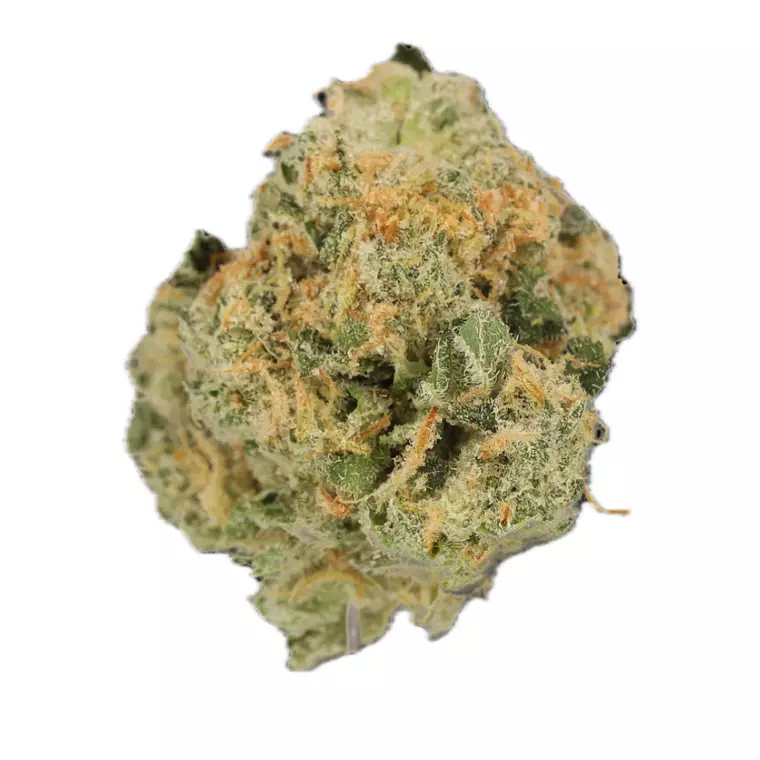 Cannamedical Hybrid Forte NM – Produktbild des Anbieters Bloomwell