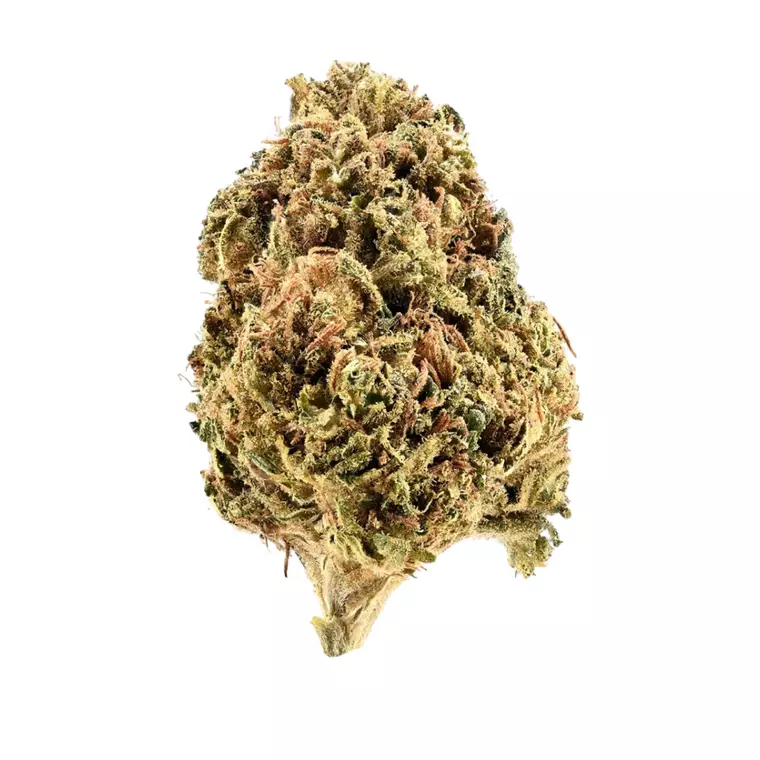 Demecan AC Suns 15:01 – Produktbild des Anbieters Bloomwell