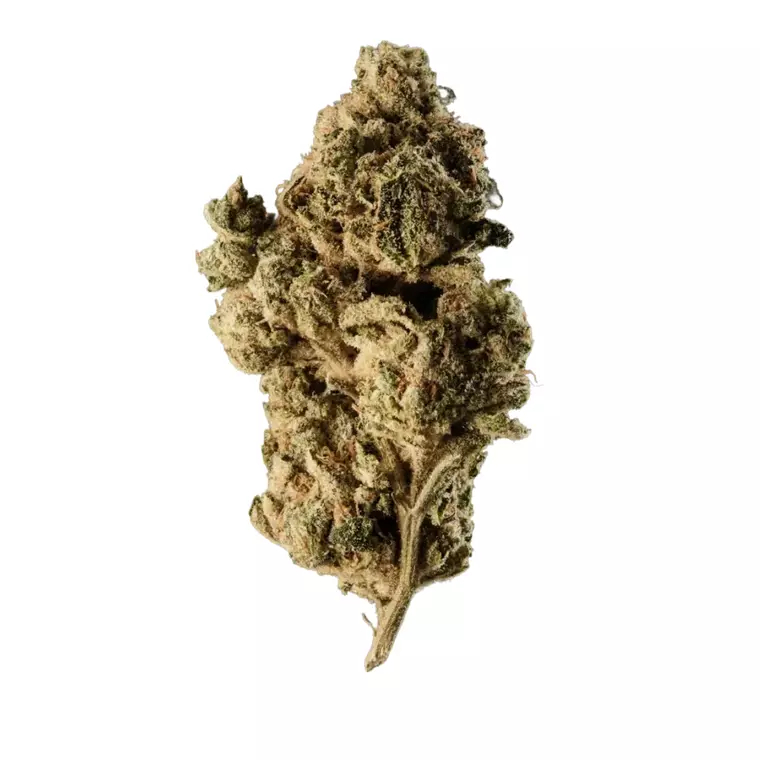420 Compound 30/1 CA PPE – Produktbild des Anbieters Bloomwell