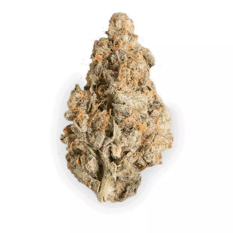 420 Evolution 27/1 CA ICC – Produktbild des Anbieters Bloomwell