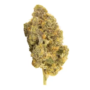 Amici 22/1 CF – Produktbild des Anbieters Bloomwell