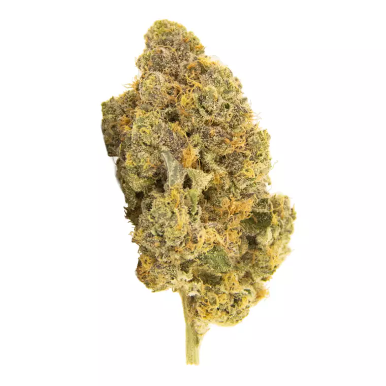 Amici 22/1 CF – Produktbild des Anbieters Bloomwell