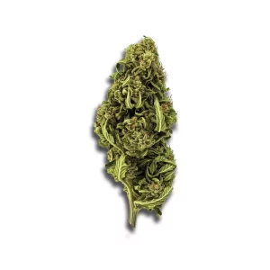 420 Evolution 30/1 Ca Msp Masterpiece – Produktbild des Anbieters CanDoc