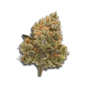420 Evolution 30/1 CA MSP: Masterpiece – Produktbild des Anbieters CanDoc