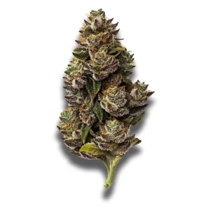 Remexian 30/1 MTL PAR: Pablo´s revenge – Produktbild des Anbieters CanDoc