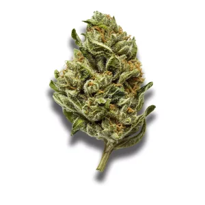 420 Evolution 36/1 CA PCH: Peach Chementine – Produktbild des Anbieters CanDoc