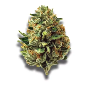 Cannabis flos 23/1 PRT Ku. Black Cherry Pie S Canify – Produktbild des Anbieters CanDoc