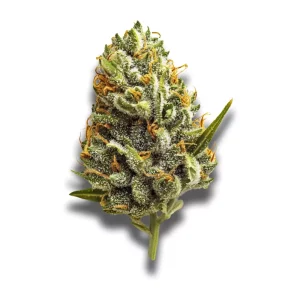 420 Compound 30/1 CA RPV: Rose Gold Pavé – Produktbild des Anbieters CanDoc