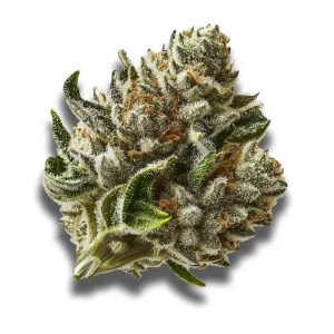 Imc Thc22 T01 Hindu Kush – Produktbild des Anbieters CanDoc