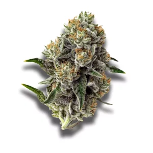 420 Natural 22/1 CA TRP: Tropicana Cookies – Produktbild des Anbieters CanDoc