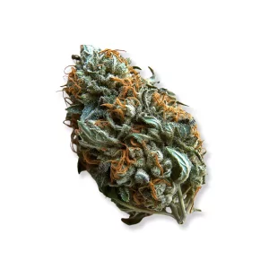 Cannabis 1a 16/1 White Widow – Produktbild des Anbieters CanDoc