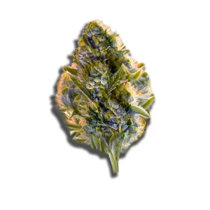 420 Evolution 27/1 Ca Icc Ice Cream Cake – Produktbild des Anbieters CanDoc