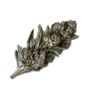 CannGo 17/1 OCR by the BC Green: Orange Crasher – Produktbild des Anbieters CanDoc