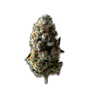 Avaay 20/1 RG: Royal Gorilla – Produktbild des Anbieters CanDoc