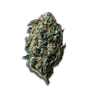 Madrecan 18/1: Shark Attack – Produktbild des Anbieters CanDoc