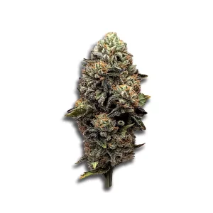 Luana 24/1 Pine: Solpina Magic – Produktbild des Anbieters CanDoc