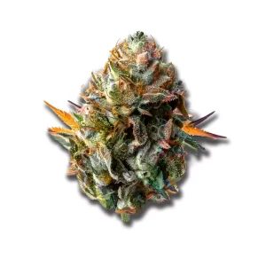 Cannabisblüten 28/1 Iuvo OC: Orange Z – Produktbild des Anbieters CanDoc