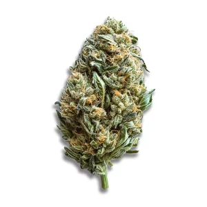 Tilray THC 18 Spotlight Porto: Lilac Diesel – Produktbild des Anbieters CanDoc