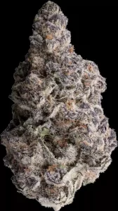 GrowMotion SBC 24/1 – Super Buff Cherry – Produktbild des Anbieters Dr. Ansay