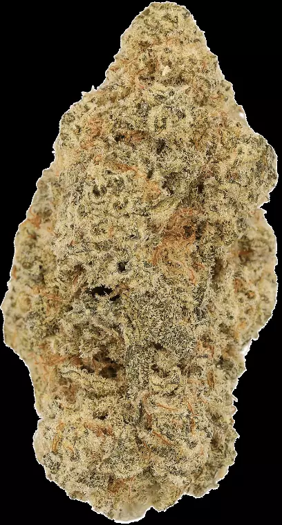 LUANA 24/1 MACZ – MAC 2 – Produktbild des Anbieters Dr. Ansay