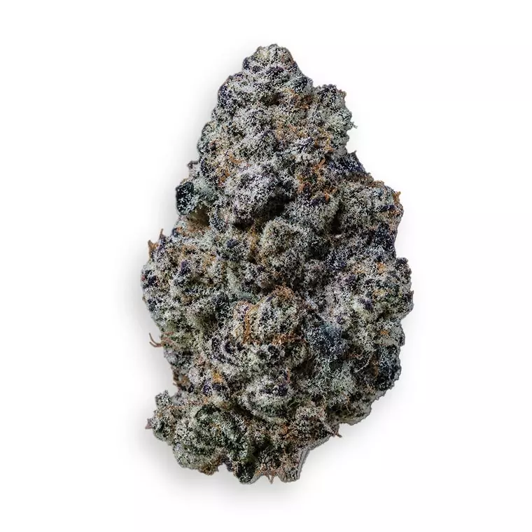 Barongo 24/1 BC – Black Caviar – Produktbild des Anbieters Dr. Ansay