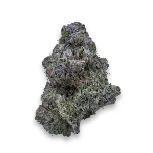 26/1 IUVO KC OJ Zainbow – OJ Zainbow – Produktbild des Anbieters Dr. Ansay