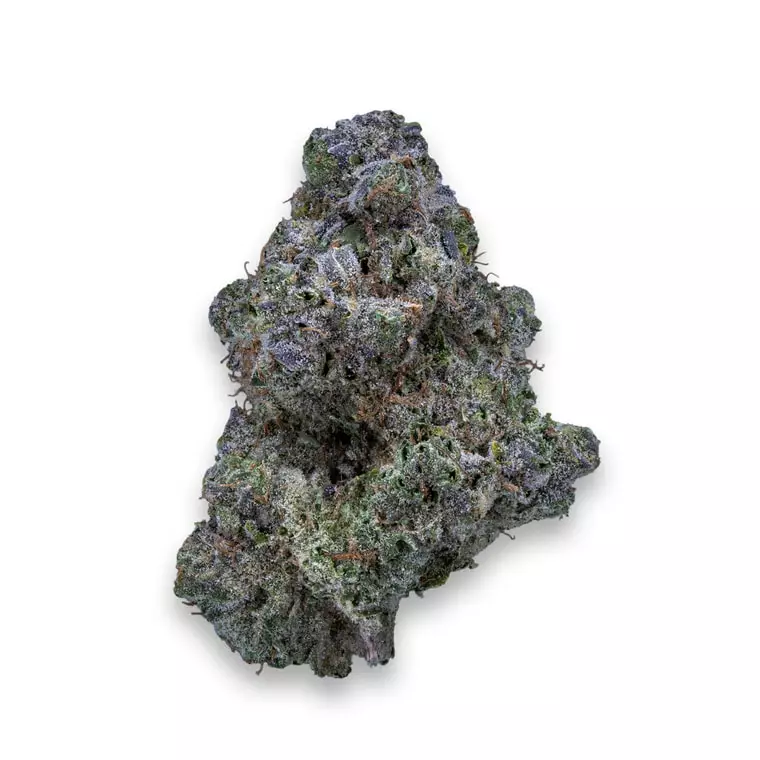 26/1 IUVO KC OJ Zainbow – OJ Zainbow – Produktbild des Anbieters Dr. Ansay