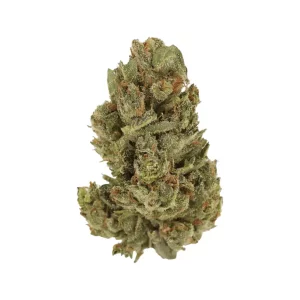 LUANA 12/1 WHITE – White Herer – Produktbild des Anbieters Dr. Ansay