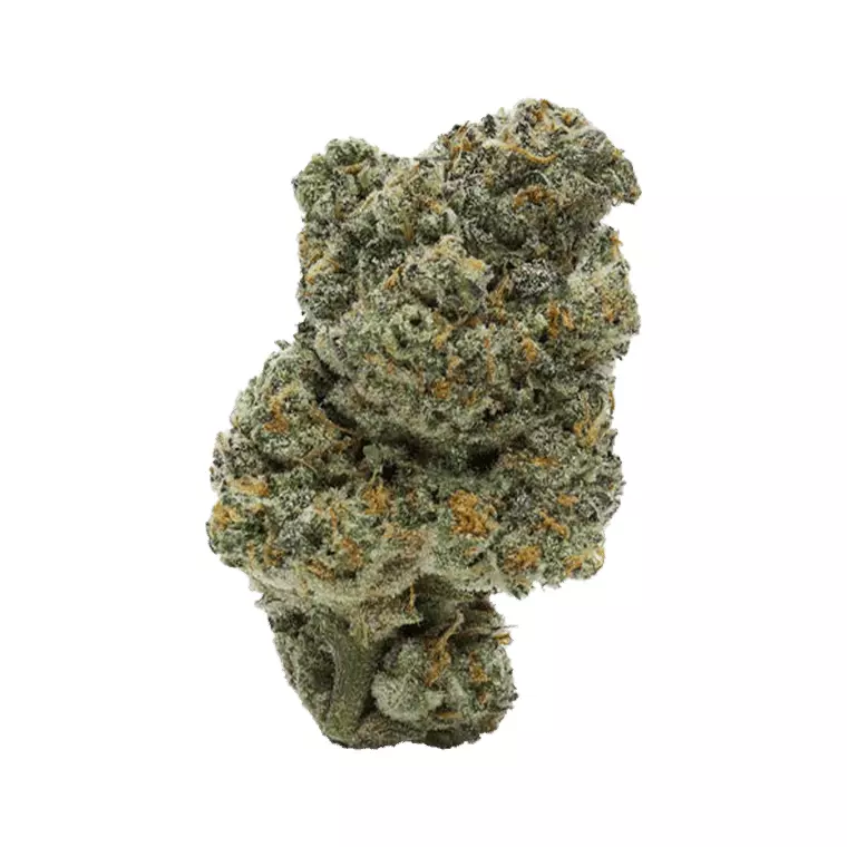 Apollo 24/1 JGN – Think Fast – Produktbild des Anbieters Dr. Ansay