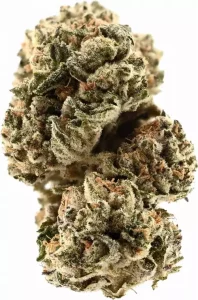 TRUU PS 30:01 – Animal Mints x Bubba Kush – Produktbild des Anbieters Dr. Ansay