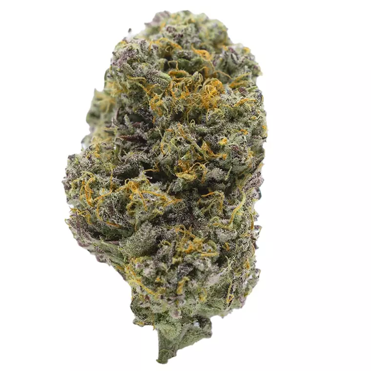 Barongo 26/1 VPR – Lemon Viper Mimosa – Produktbild des Anbieters Dr. Ansay