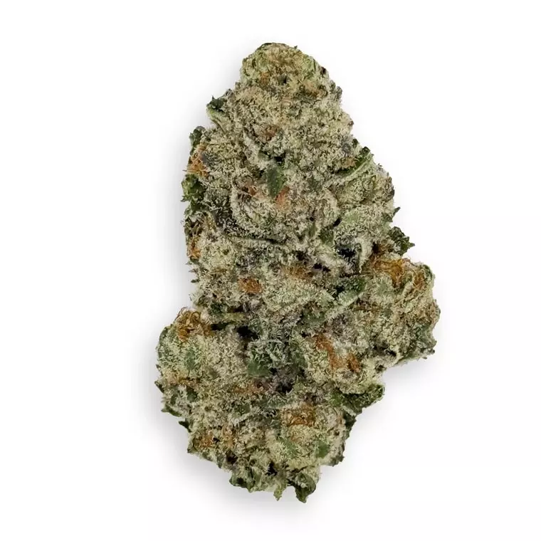 Barongo 18/1 WG – Gelato 41 – Produktbild des Anbieters Dr. Ansay