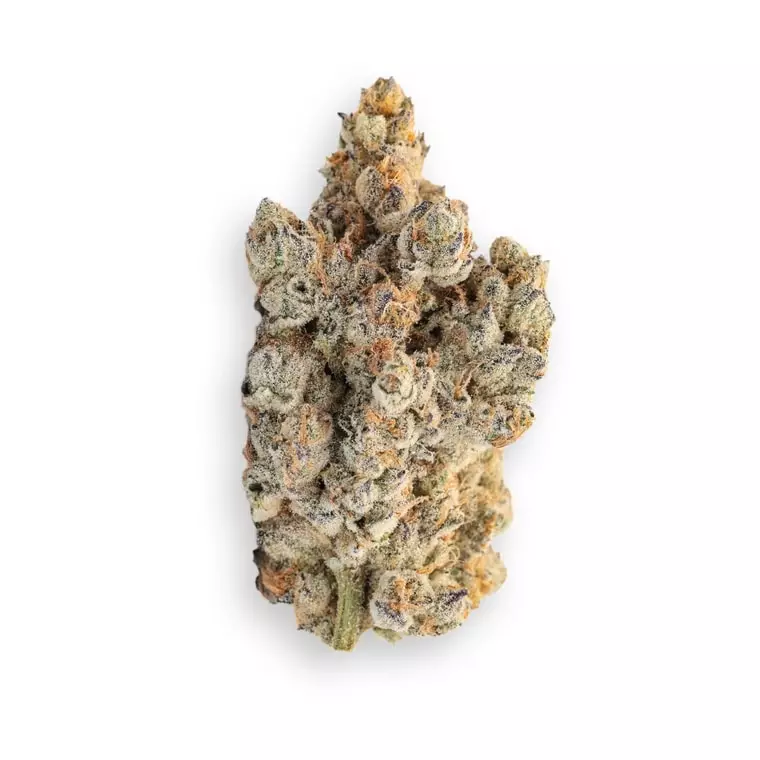 Barongo 32/1 SOR – SFV OG x Candy Rain – Produktbild des Anbieters Dr. Ansay
