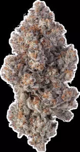 avaay Khalifa 28/1 KM – Khalifa Mints – Produktbild des Anbieters Dr. Ansay