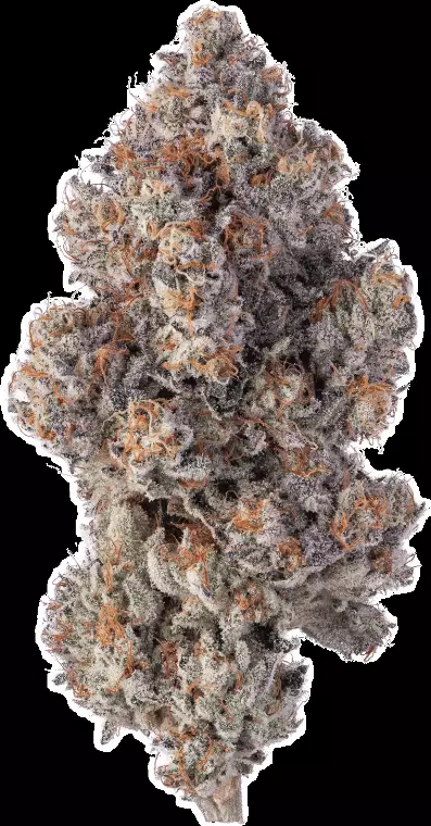 avaay Khalifa 28/1 KM – Khalifa Mints – Produktbild des Anbieters Dr. Ansay
